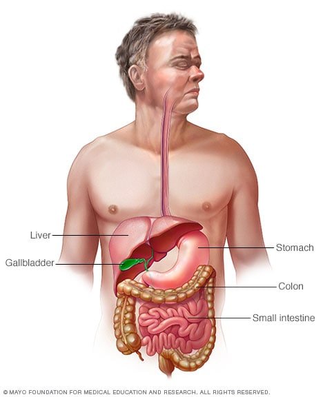 Digestive system illustration showing stomach, liver and intestines for indigestion dyspepsia treatment